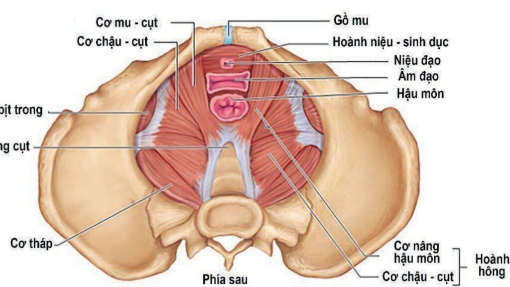 Co thắt cơ sàn chậu và đau khi thâm nhập